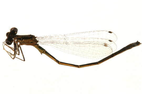 Image of Eastern Forktail