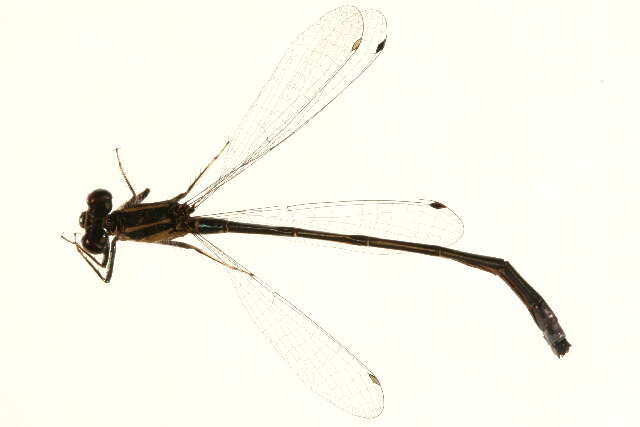 Image of Eastern Forktail