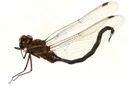 Image of Black-tipped Darner