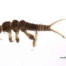 Image of <i>Zapada</i>
