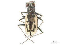 Image of Neocicindela