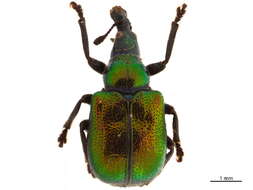 Image of Byctiscus