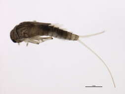 صورة Baetis bicaudatus Dodds 1923