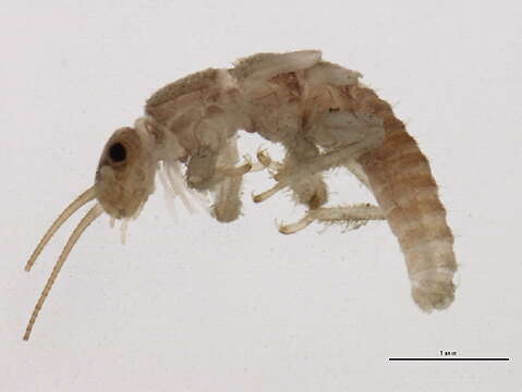 Image of Nemouroidea