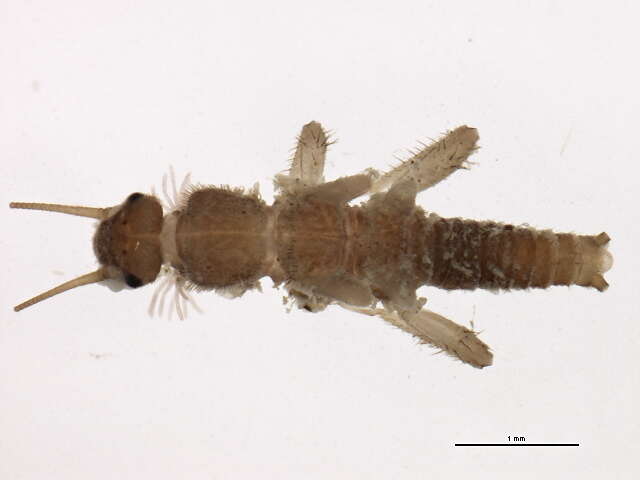 Image of spring stoneflies