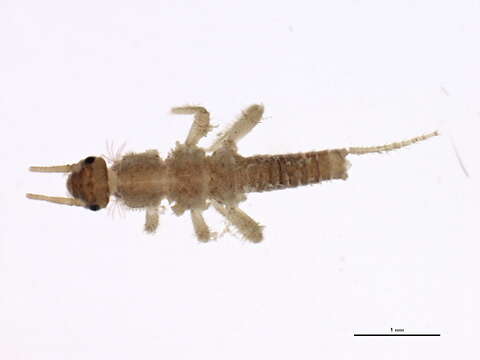 Image of spring stoneflies