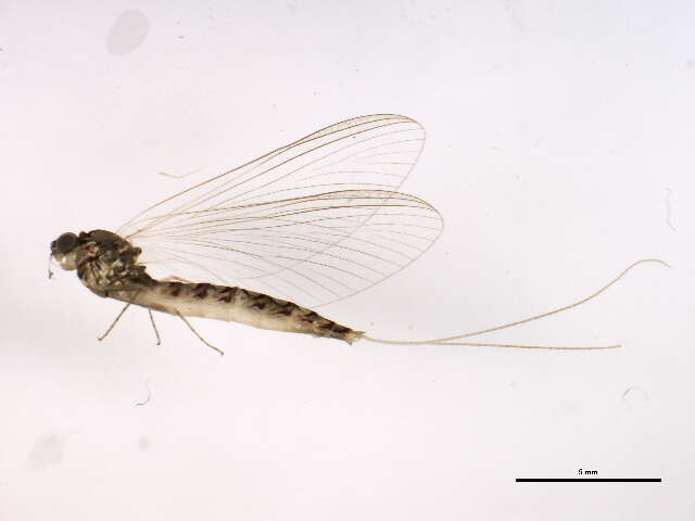 Image of cleftfooted minnow mayflies