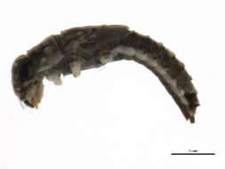 Image of Ephemerella tibialis McDunnough 1924