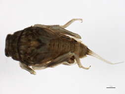 Image of <i>Drunella doddsii</i>