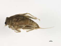 Image of <i>Drunella doddsii</i>