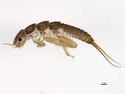 Image of Setvena bradleyi (Smith & L. W. 1917)