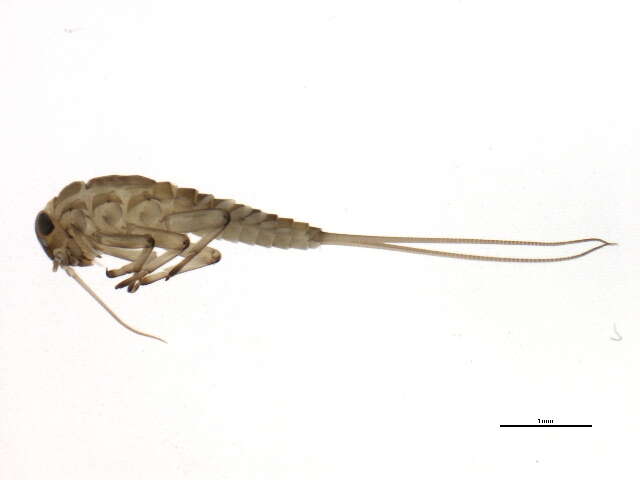 Image of Baetis bicaudatus Dodds 1923