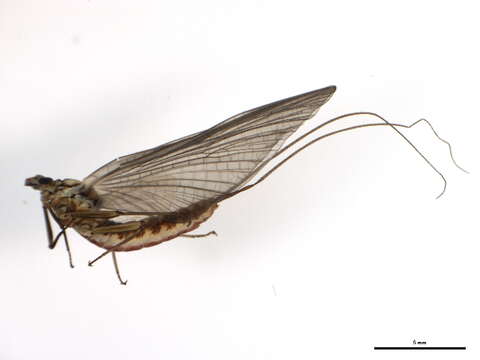 Image of Epeorus grandis (McDunnough 1924)