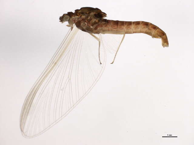 Image of <i>Ephemerella dorothea infrequens</i>