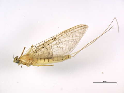 Image of Stenacron Mayfly