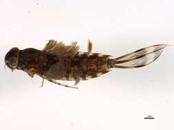 Image of Siphlonurus phyllis McDunnough 1923