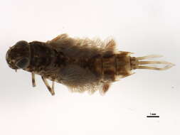 Image of Siphlonurus phyllis McDunnough 1923
