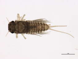 Image de Paraleptophlebia debilis