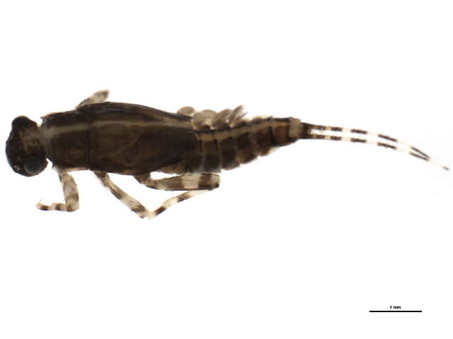 Image of Ephemerella tibialis McDunnough 1924