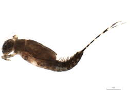 Image of Ephemerella tibialis McDunnough 1924