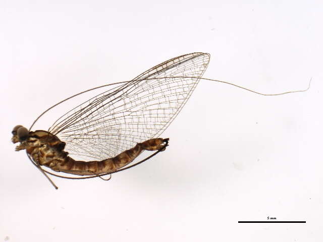 Image of Epeorus grandis (McDunnough 1924)