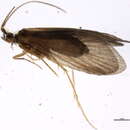 Image of Lepidostoma (Nosopus) roafi (Milne 1936)