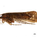 Image of Limnephilus argenteus Banks 1914