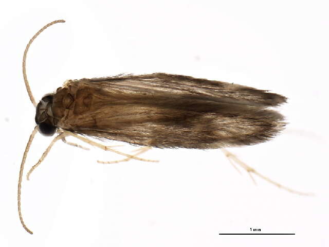 Image of Ithytrichia