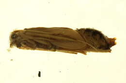 Image of Phryganea (Neophryganea) cinerea Walker 1852