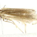 Image of <i>Lampronia aenescens</i>