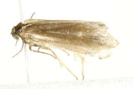 Image of <i>Lampronia aenescens</i>