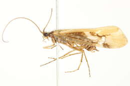 Image of Limnephilus