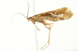 Image of Limnephilus