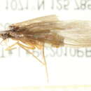 Image of Lepidostoma (Nosopus) hoodi Ross 1948