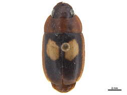 Image of Pseudomorphini