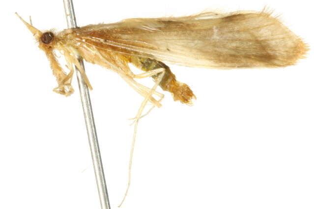 Image of Ceraclea (Athripsodina) tarsipunctata (Vorhies 1909)