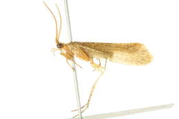 صورة Limnephilus hyalinus Hagen 1861