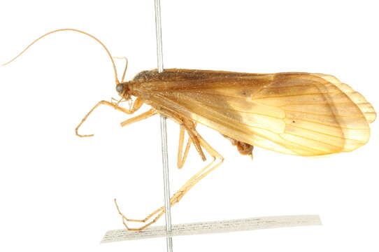 Onocosmoecus resmi