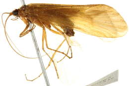 Image of Chyranda centralis