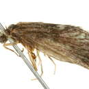 Image of Lepidostoma (Nosopus) unicolor (Banks 1911)