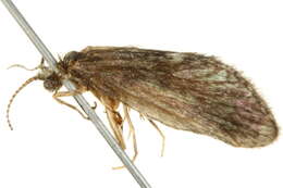 Image of Lepidostoma (Nosopus) unicolor (Banks 1911)