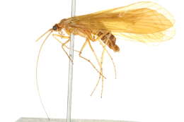 Image of Chyranda centralis