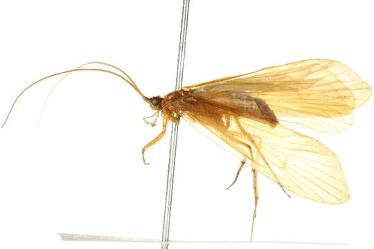 Image of Chyranda centralis