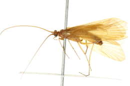 Image of Chyranda centralis