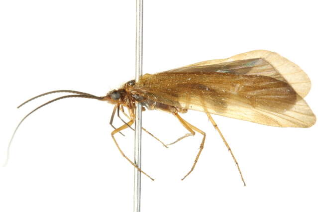 Image of Chyranda centralis