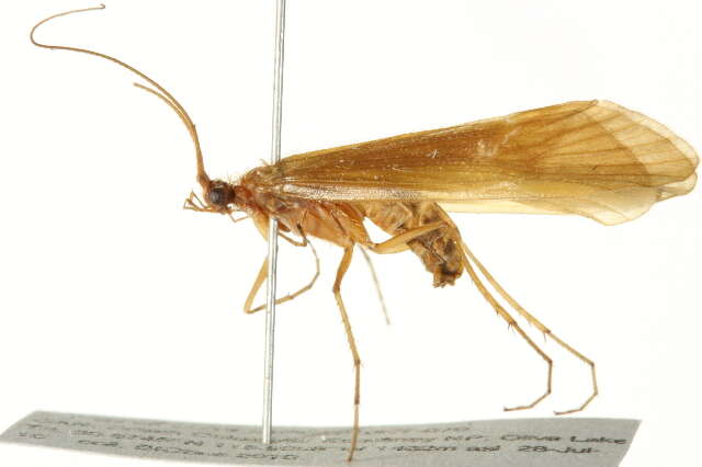 Image of Chyranda centralis