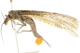 Image of American Salmonfly