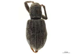 Image of Tanymecini