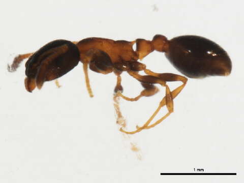 Image of Leptothorax canadensis