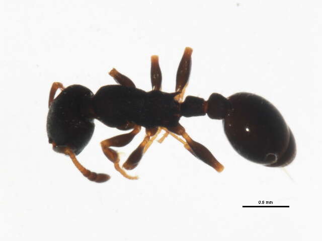 Image of Leptothorax canadensis